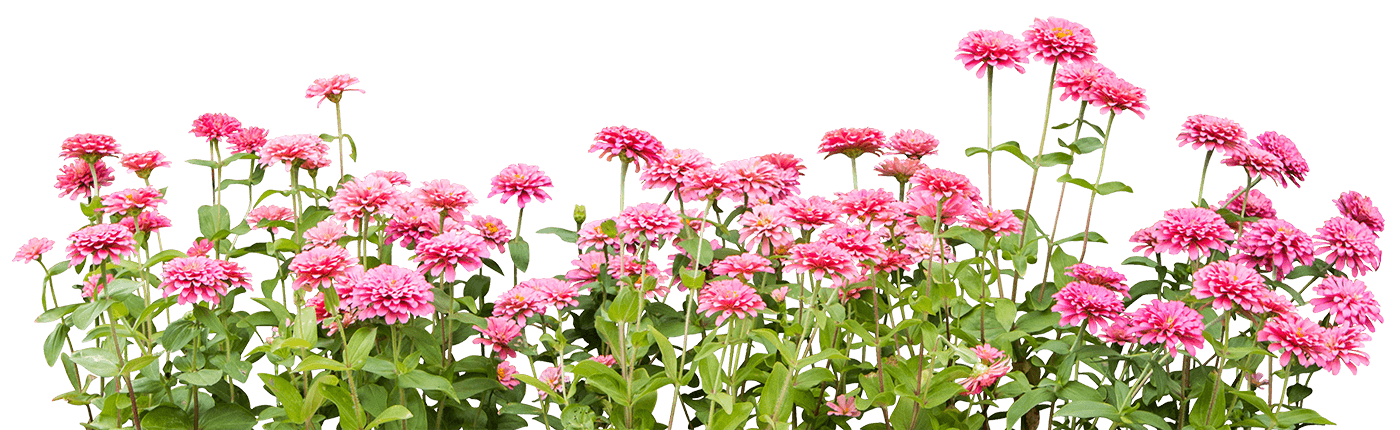 freigestellte Blumen lila