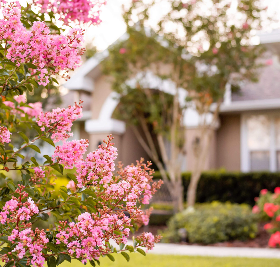 Blumen mit Haus im Hintergrund